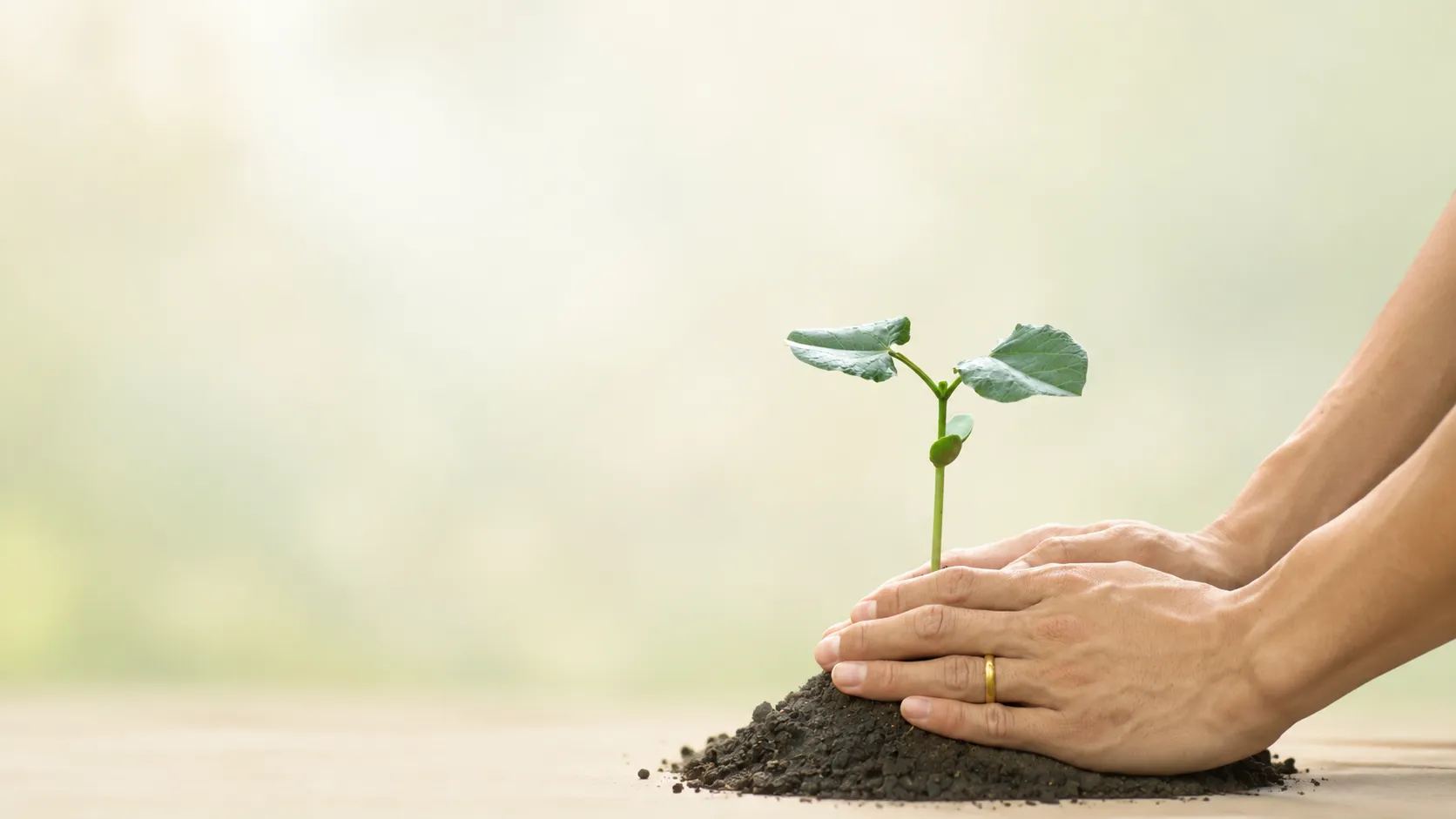 Wealth growth