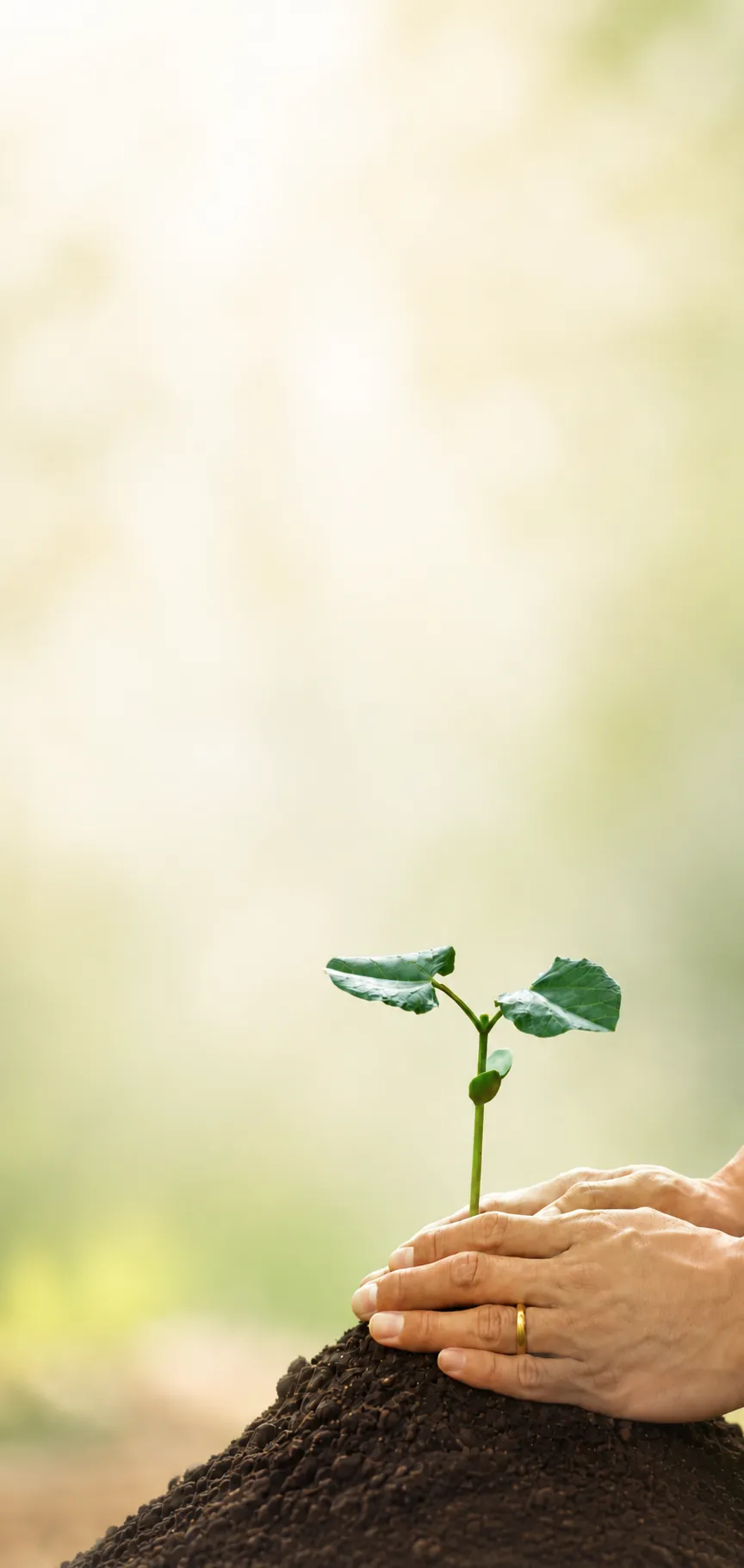 Wealth growth